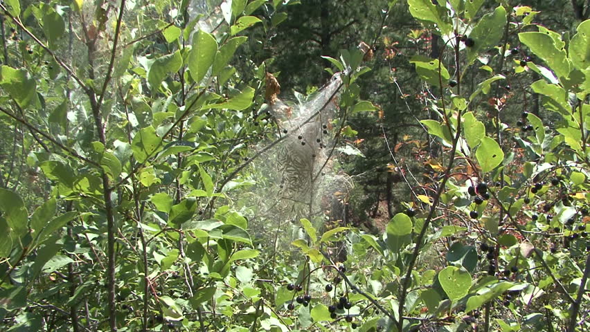 Tent Caterpillar Caterpillar Larvae Worm Many in Summer Tree Damage in South Dakota