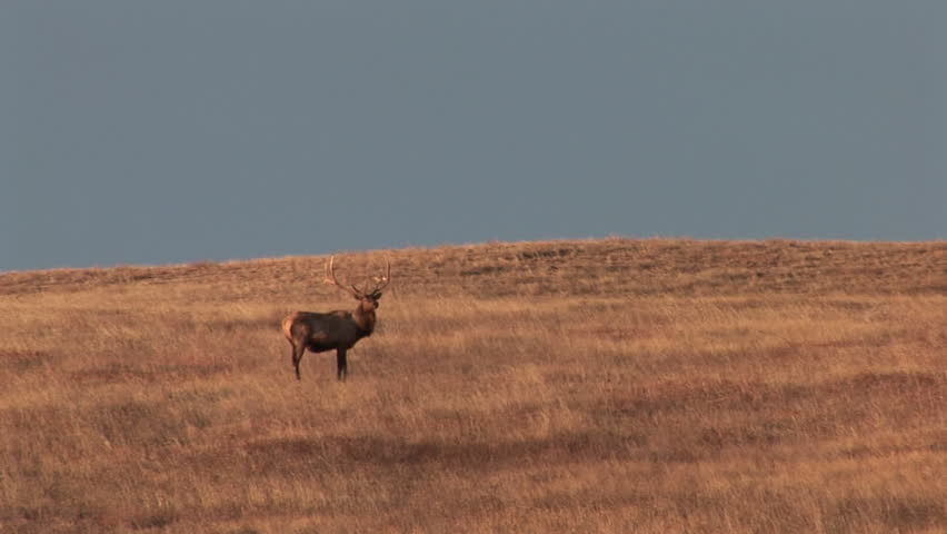Elk Bull Male Adult Several Standing Walking in South Dakota