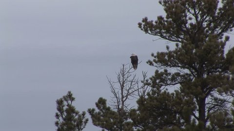 Bald Eagle Adult Lone Resting in South Dakota