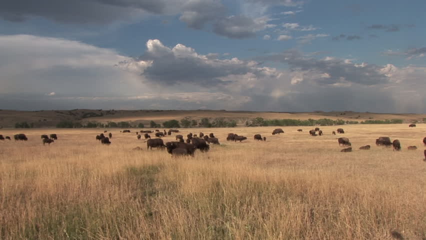 Bison Adult Young Herd Eating Grazing in Summer Brown Grass in South Dakota