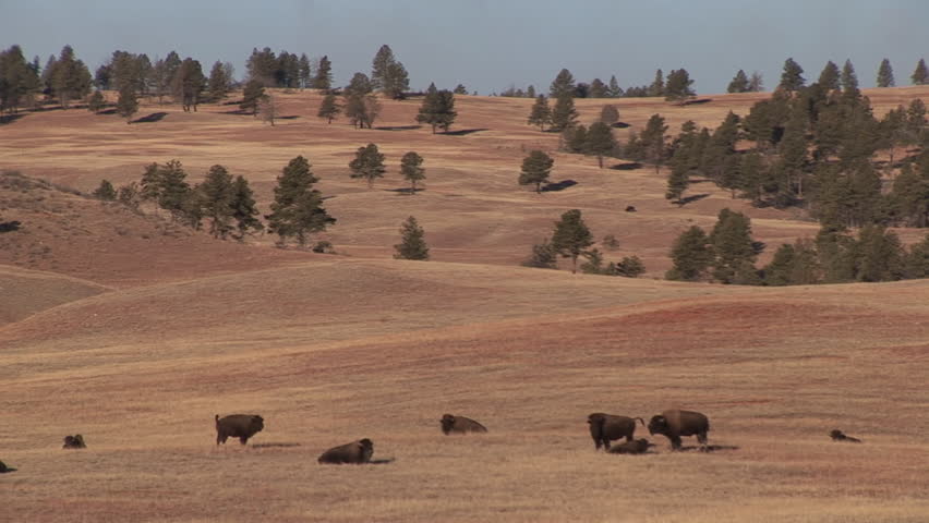 Prairie Black Hills in Fall Scenery in South Dakota