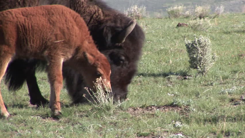 Bison Cow Female Adult Calf Young Pair Eating Grazing in Spring Green Grass Red in Wyoming