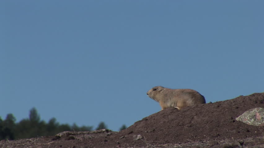 Black-tailed Prairie Dog Adult Lone Calling Yip Call All Clear Jump in Winter Mound in South Dakota