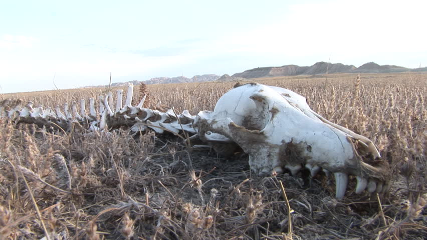 Coyote Dead Remains Carcass in Summer Skull Bones in South Dakota