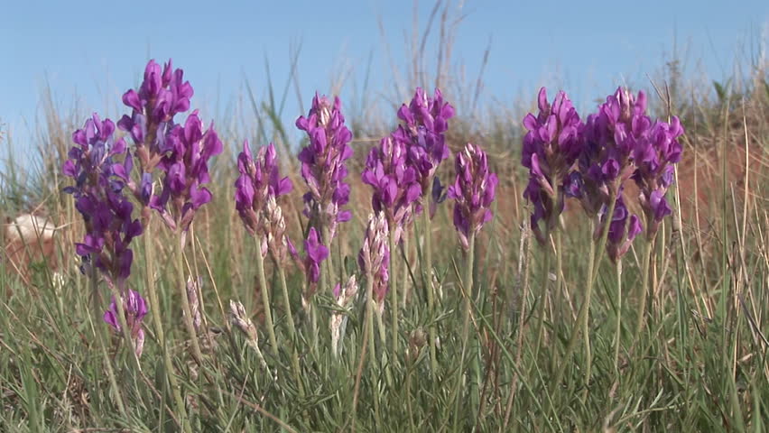 Vetch Several Flower Flowering in Summer Wildflower Purple in South Dakota