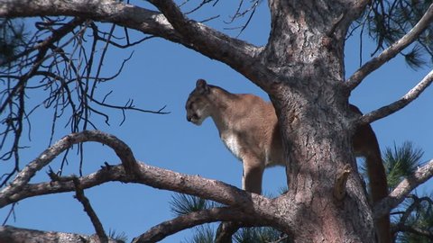 Mountain Lion Adult Lone Standing in Summer Branch in South Dakota