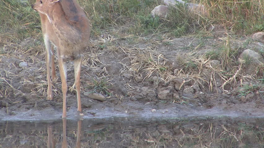 White-tailed Deer Doe Female Adult Lone Drinking Water in Summer in South Dakota