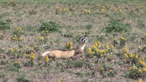 Black-footed Ferret Adult Lone Running in Summer Endangerd Species in South Dakota