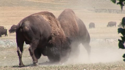 Bison Bull Male Adult Pair Fighting 
