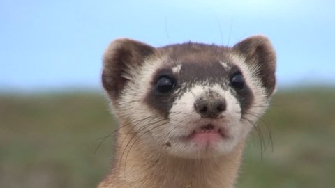 Black-footed Ferret Adult Lone Alarmed Nervous Wary in Fall Face Endangered Species in South Dakota