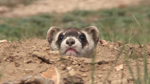 Black-footed Ferret Adult Lone Alarmed Nervous Wary in Fall Face Burrow Hole Head in South Dakota