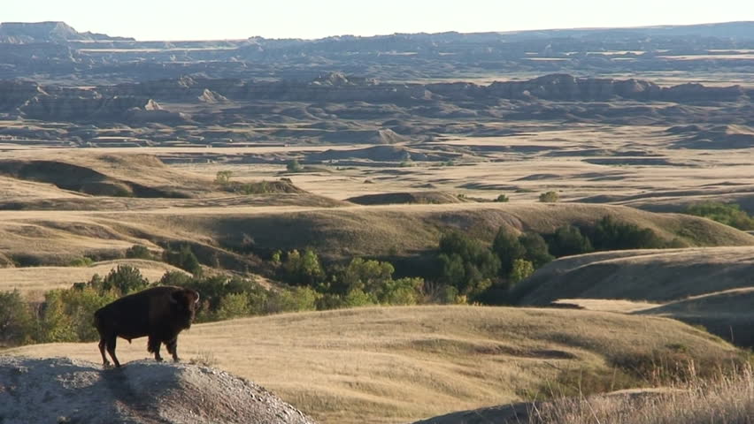 Bison Bull Male Adult Lone Standing in Summer in South Dakota