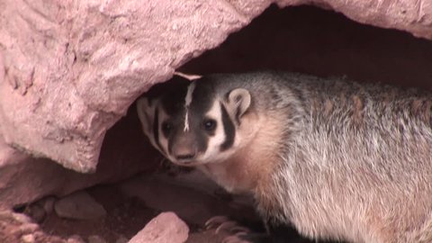 Badger Adult in Rock Den