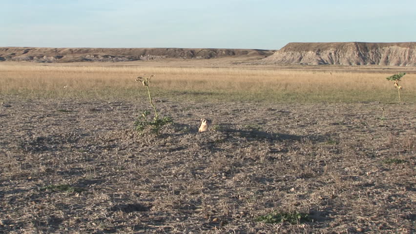 Black-footed Ferret 