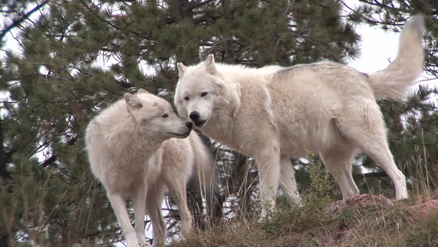 Wolves 25. Wolves Bonds.