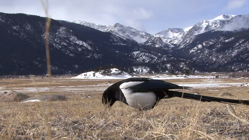 Black-billed Magpie Adult Lone in Winter in Colorado