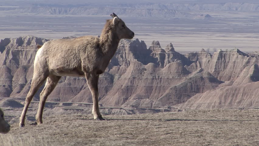 Bighorn Sheep Immature Juvenile Lone Standing Walking in Spring in South Dakota