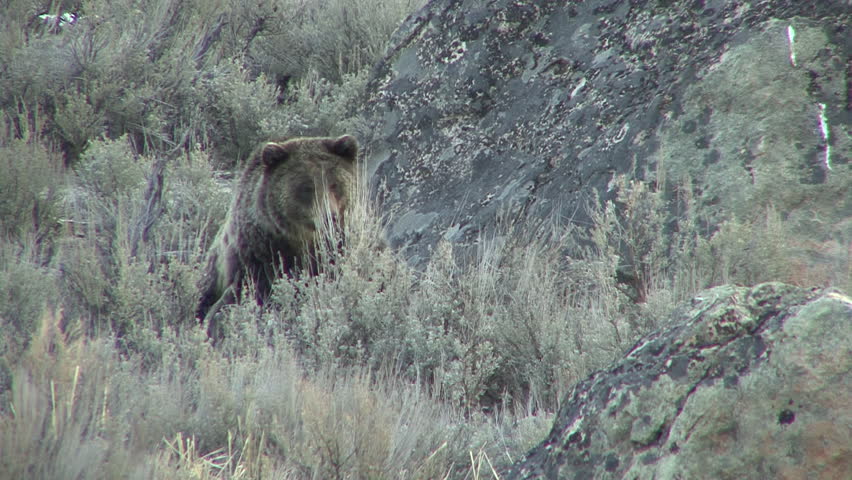 Grizzly Bear Adult Lone Standing Walking in Spring Carrion in Wyoming