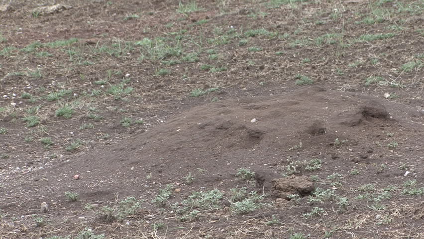 Black-tailed Prairie Dog Young Pup Family Emerging Coming Up in Spring Burrow Hole Den in South Dakota
