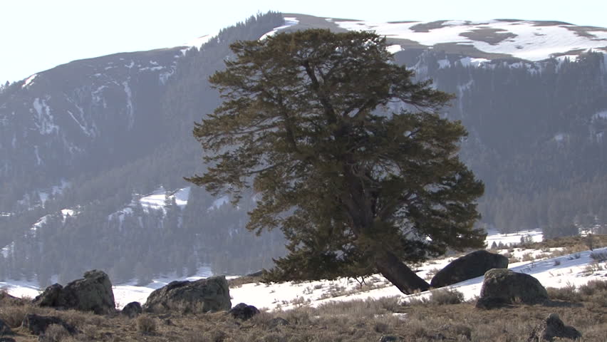 Forest Trees Yellowstone National Park in Spring Lone Tree Scenery in Wyoming
