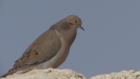 Mourning Dove Adult Lone Calling Singing Song in Spring in South Dakota