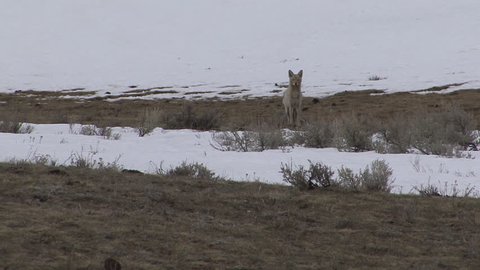 Coyote Adult Lone Curious Inquisitive in Spring in Wyoming