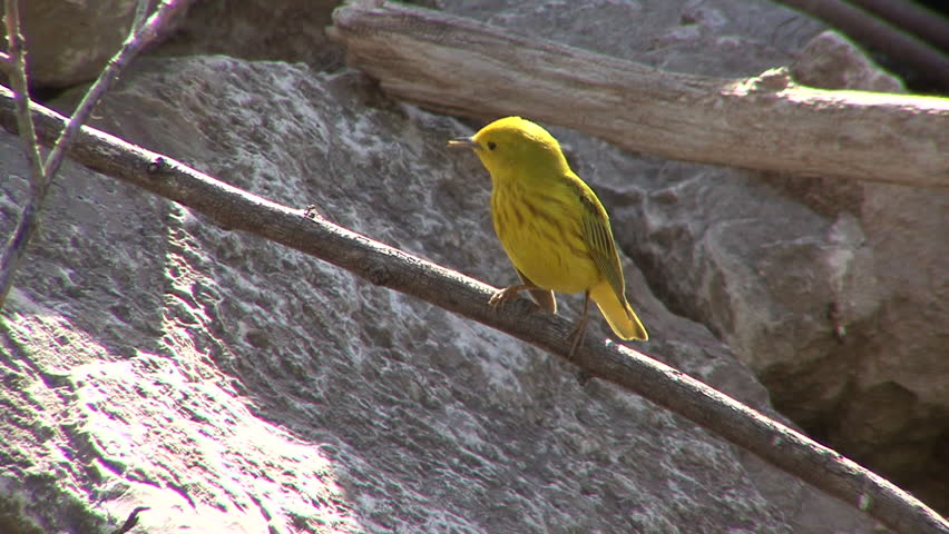 American Yellow Warbler-Setophaga petechia image - Free stock photo ...