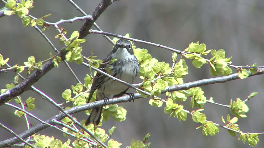 Yellow-rumped Warbler Adult Lone Perched Flying in Spring in South Dakota
