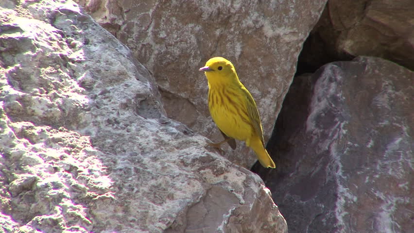 Yellow Warbler Adult Lone Perched Flying in Spring Rock in South Dakota