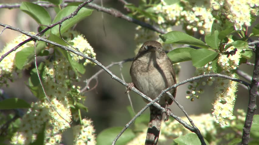 House Wren Adult Lone Resting in Spring Cherry Blossums in South Dakota