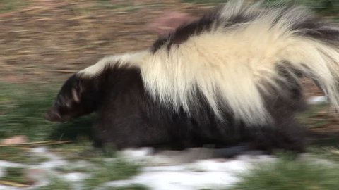 Striped Skunk Adult Lone Foraging in Spring