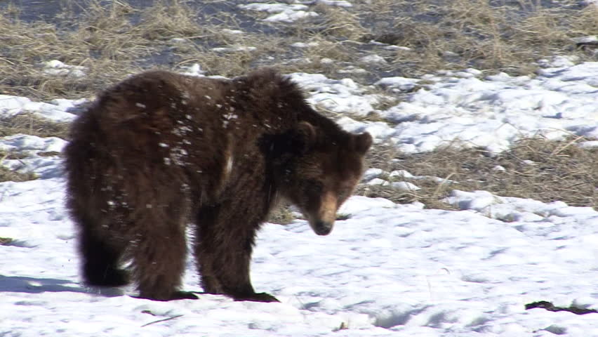 Grizzly Bear Immature Juvenile Lone Walking in Spring in Wyoming
