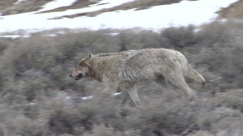 Wolf Adult Lone Walking in Spring Druid Pack in Wyoming