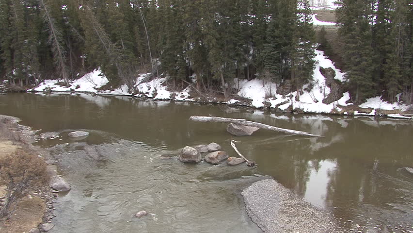 Canada Goose Adult Lone Resting in Spring Lamar River Log in Wyoming