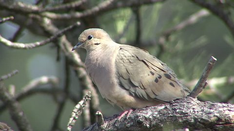 Mourning Dove Adult Lone Perched Resting in Summer in South Dakota
