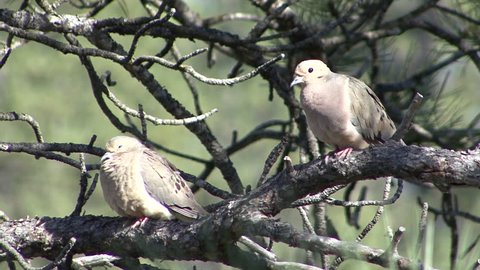 Mourning Dove Male Female Adult Pair Stretching in Summer in South Dakota