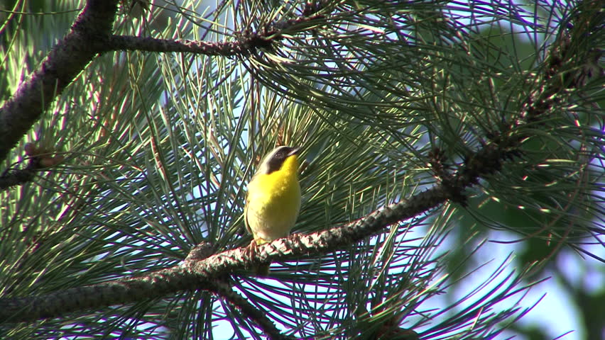 Common Yellowthroat Male Adult Lone Calling Singing Song in Summer in South Dakota