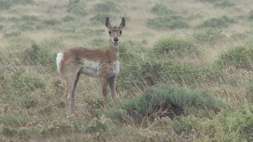 Pronghorn Antelope Fawn Kid Young Lone Alarmed Nervous Wary in Summer in Colorado