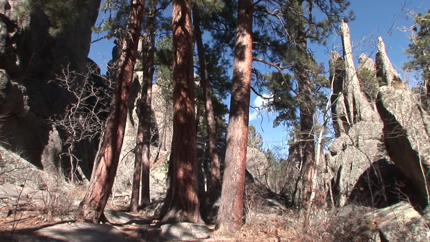 Forest Trees Black Hills in Summer Granite Outcropping Rocks Geology in South Dakota