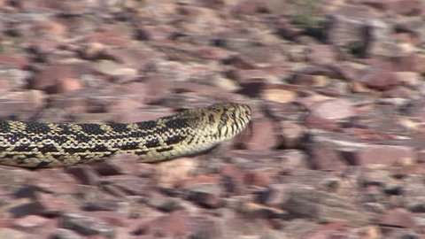 Bull Snake Adult Lone Slithering Moving in Summer in South Dakota