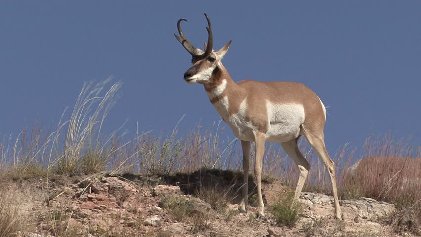 Pronghorn Antelope Buck Male Adult Lone Standing in Summer Hilltop in South Dakota