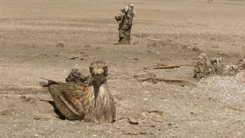 The Eurasian stone curlew occurs throughout Europe, north Africa and southwestern Asia. It is a summer migrant in the more temperate European and Asian parts of its range, wintering in Africa.