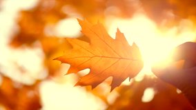 Autumn scene. Person holding autumn leaf with sun beam over blurred background. Fall backdrop with colorful bright leaves and sun flares. 4K UHD video