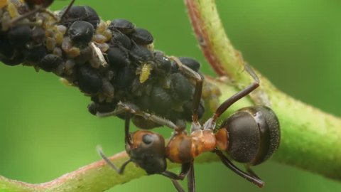 Ants (Woodant, Formica rufa) collect the honeydew secreted by aphids. Macro footage.