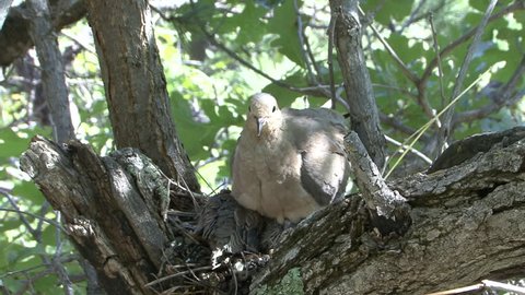 Mourning Dove Male Female Adult Chick Young Family Nesting in Summer in South Dakota