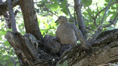 Mourning Dove Adult Chick Young Family Eating in Summer Nest Crop  in South Dakota