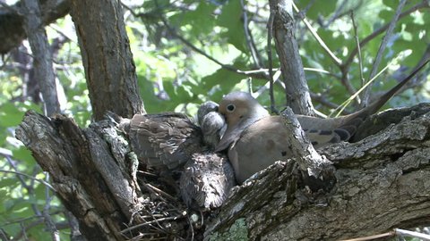 Mourning Dove Adult Chick Young Family Eating in Summer Crop Milk in South Dakota