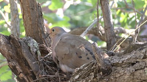 Mourning Dove Adult Chick Young Family Aggression in Summer Nest Protecting Chicks Defense in South Dakota