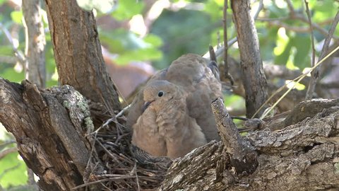 Mourning Dove Male Female Adult Chick Young Family Nesting in Summer Brooding Incubation Parenting in South Dakota