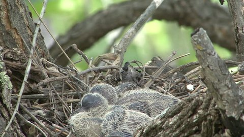 Mourning Dove Adult Chick Young Family Nesting in Summer in South Dakota